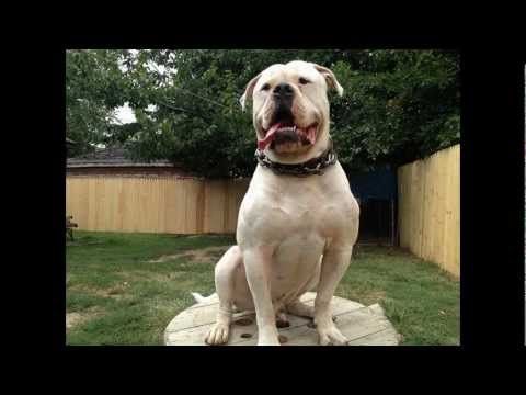 American Bulldogs Detroit Michigan 30 Inch Head Youtube