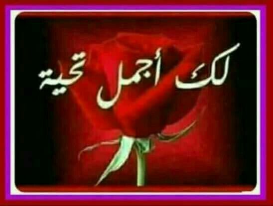 Pin By نهر الجمال On تعليقات وردود فيس بوك Love Wallpaper Romantic Love Quotes Beautiful Morning