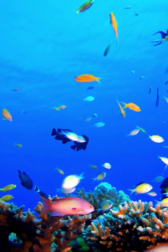 Aquarium Virtual Field Trips: Ocean Webcams | Virtual Travel for Kids & Ocean Lovers | Virtual Tours