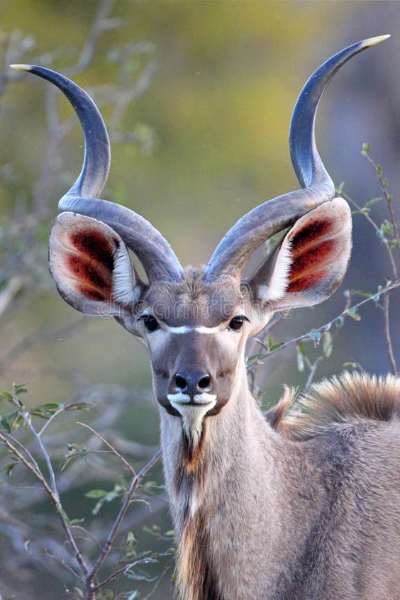 Young Kudu Bull Looking Straight at Photographer Stock Photo - Image of strepsiceros, antelope: 11287698