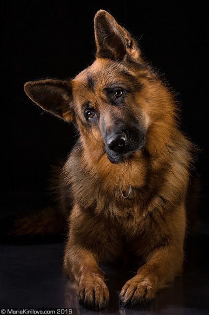 Pin By Caroline Jeffery On Dogs Dogs Shepherd Puppies
