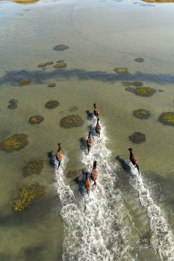 10 Gorgeous Pictures Of Horses
