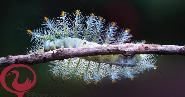 تفسير حلم الدود في المنام للعزباء والحامل والمتزوجه 7 Plants Dandelion Flowers