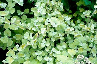 Helichrysum Petiolare 'Limelight' | Drought Tolerant Plants, Licorice Plant, Plants