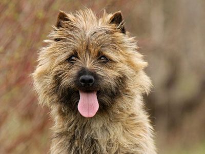 Cairn Terrier Price Temperament Life Span Dog Breeds Cairn
