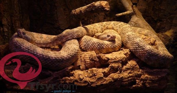 تفسير رؤية الثعبان في الحلم موقع فكرة Green Snake Snake Snake Facts