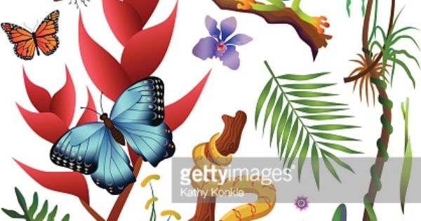 Pin By Viraj Pawani On Images From The Nature Rainforest Flowers