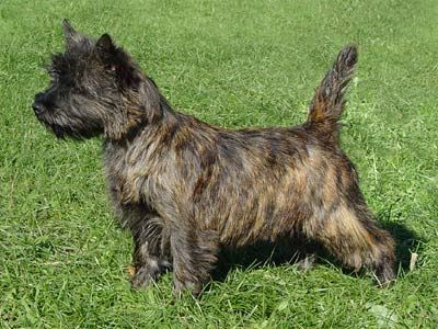 Cairn Terrier Mit Bildern Hunderassen Hunde Rassen Yorkshire
