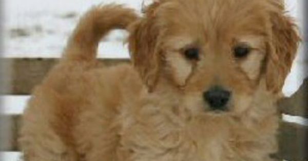 Sunshine Acres Wolcott Indiana Michael Goldendoodles