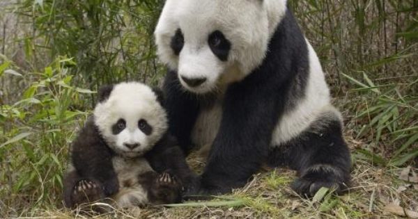 panda bear 8 x 10 8x10 glossy photo picture image 2 ebay baby animals pictures baby panda bears mother and baby animals