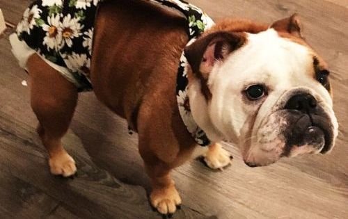 Pin On Sumo The Olde English Bulldog