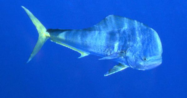 Dolphin Fish Lampuga Rakingo Calitos Maverikos Dorado Or Lampuka Coryphaena Hippurus Salt Water Fish Fish Pet Salt And Water