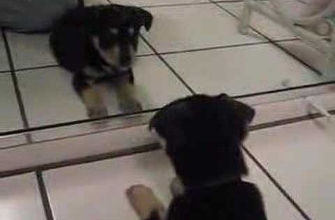 Puppy Meets Mirror Image Videos Animals Puppies Cute