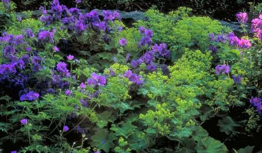 die verbindung ist klassisch und bewahrt frauenmantel alchemilla mollis und storchschnabel geranium x magnificum garten garten bepflanzen pflanzen