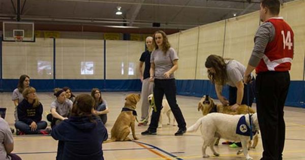 Augustana Newsletter Article On Viking Pups New Tla And General