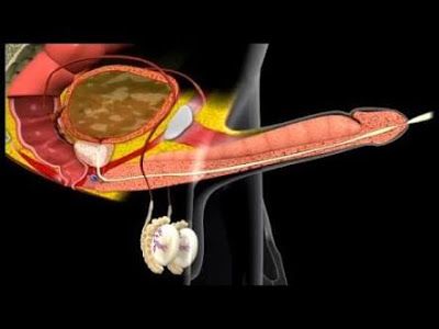 How To Increase Ejaculation Volume March 2017 Getting Pregnant