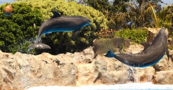 Top Colleges For Marine Mammalogy Marine Biology Marine Biology College