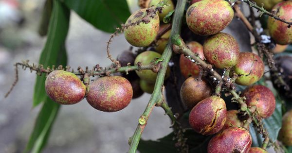 Juwet Putih Tanaman Obat Tanaman