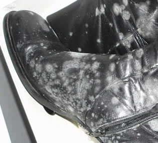 Cómo Quitar Y Limpiar El Moho Del Cuero Elimina Humedad Y Hongos Remove Mildew Stains Mildew Stains Cleaning Clothes
