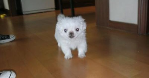 Pug Mixes Pug Mix Shitzu Puppies Pugs