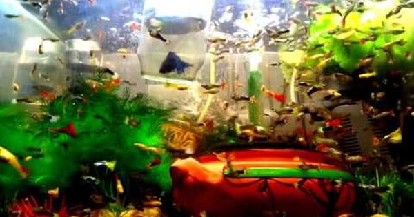 My Fish Collection Edited Video 001 I Created This Video With The Youtube Video Editor Http Www Youtube Com Ed Neon Tetra Aquariums For Sale Tank Wallpaper