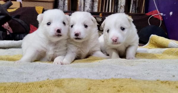 Get Outstanding Quality Pomeranian Puppy In India Pomeranian Puppy