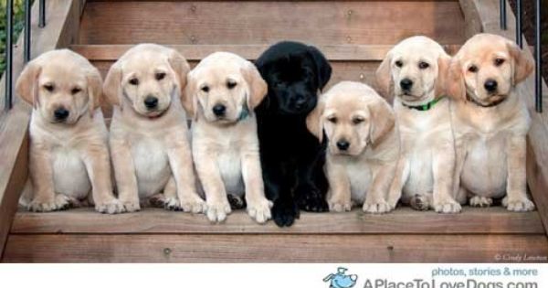 Lab Puppies Soo Cute This Was Darwin Only Black Lab In A