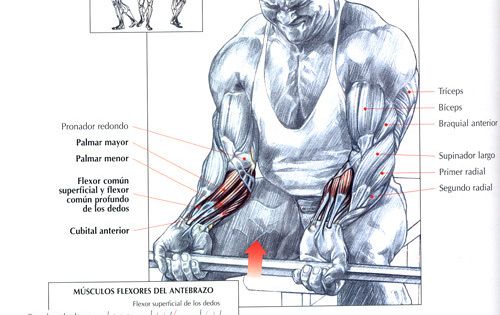 Curl De Antebrazo Con Barra En Supinacion Workout Posters Forearm Workout Fitness Body