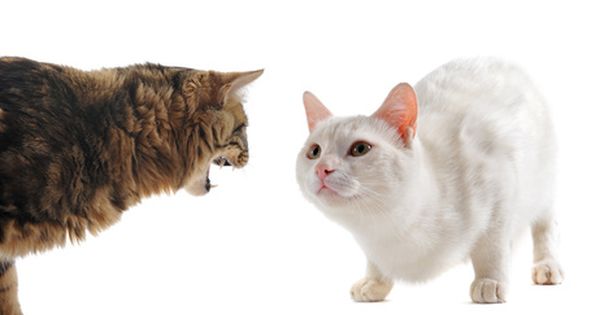 Cat Behavior Cat Behavior Dog Behavior Animal Behavior