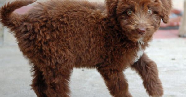 Labrador Retriever For Pet Adoption Labrador Puppy Labrador Puppies For Sale Yellow Labrador Puppy