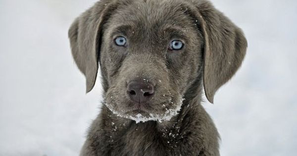 To Have A Dog Weim Lab German Short Hair King Charles Poodle