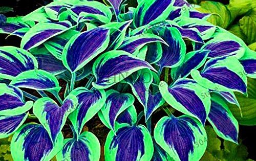 Yellow Hosta Seeds bag Hosta Semi fai da te decorativi attraenti misti Semi colori fragrante Hosta plantaginea Bonsai per Pianta semi allaperto per la casa Pianta semi 200pcs Yellow Hosta Seeds bag Hosta Semi fai da te decorativi attraenti misti Semi colori fragrante Hosta plantaginea Bonsai per Pianta semi allaperto per la casa Pianta semi 200pcs