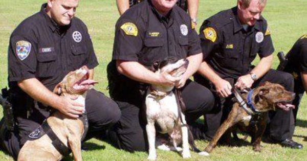 Pitbull Police Dogs 3 And We Think They Are Bad Why