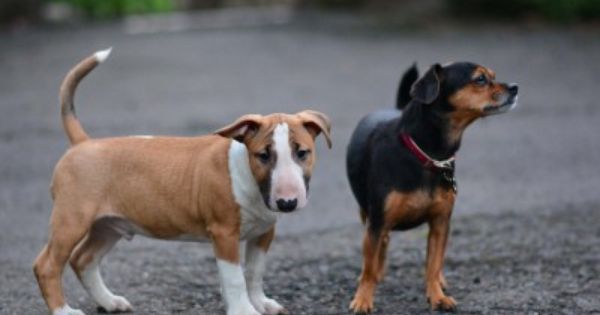 Potiphar English Bull Terrier Puppy English Bull Terriers Bull