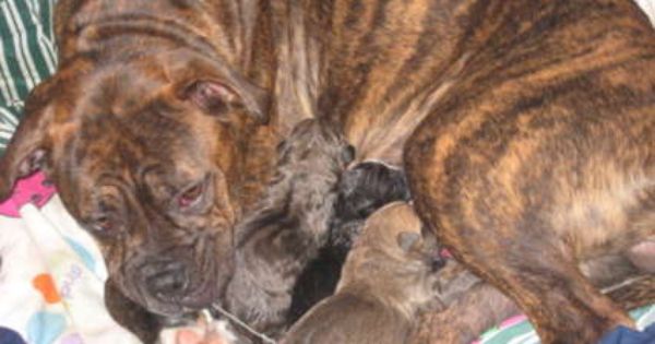 Pitbull Bullmastiff Mix Boxer Bull Mastiff Pittbull Mixed