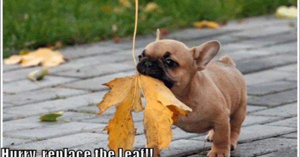 The Wheel Of Time Tidbits French Bulldog Puppies Cute French