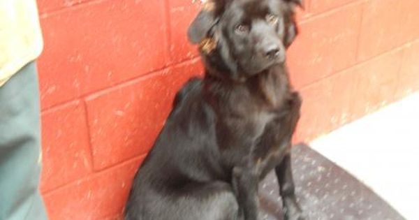 Adopt Mason On Beautiful Dogs Animals Animal Shelter