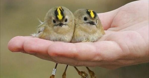 世界一可愛い鳥の種類ベスト50選 一覧 画像 Cute Animals Cute Birds Pet Birds