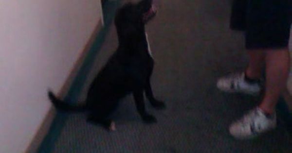 Black Labrador Does A Handstand Black Labrador Dog Training