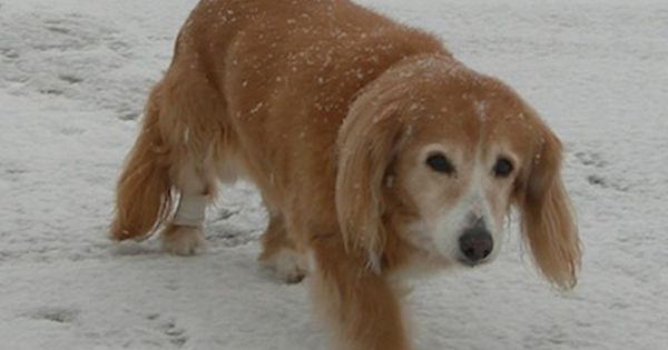 Pembroke Cocker Corgi Information And Pictures Pembroke Welsh
