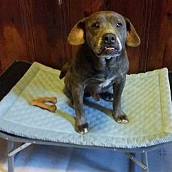 Pictures Of Gus A Hound Unknown Type For Adoption In Nashville
