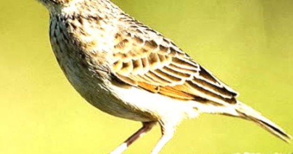 Branjangan Download Branjangan Download Burung Branjangan