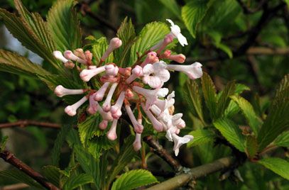 Viburnum Farreri Farrer Viburnum Rhs Gardening Fragrant Plant Viburnum Plants