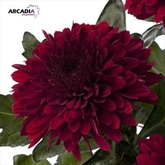 Pack 12 Stems Burgandy Chrysanthymum Sprays Premium Silk Flowers OFFER !