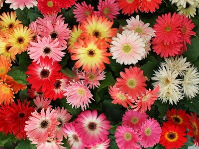 草花 植物 おしゃれまとめの人気アイデア Pinterest 隼樹 高橋 ガーベラ きれいな花 綺麗な花 草花 植物 おしゃれまとめの人気アイデア Pinterest 隼樹 高橋 ガーベラ きれいな花 綺麗な花