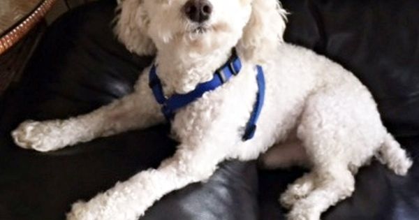 Casper Is A 6 Year Old 10 Pound Bichon Frise Blend Boy Poodle