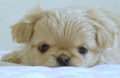 How To Get Rid Of Fleas On Young Puppies Bathe Them In A Warm