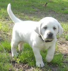 Labrador Retriever Puppy For Sale In Davenport Ia Adn 31859 On
