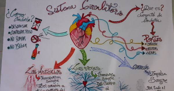 Anatomia Y Fisiologia Del Sistema Cardiovascular Mapa Conceptual