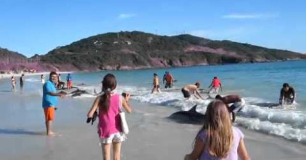 Elcomercio Pe Player 1384898 Youtube Dolphins Beach How To Memorize Things